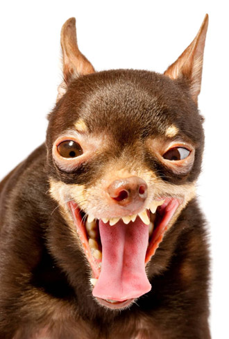 dog